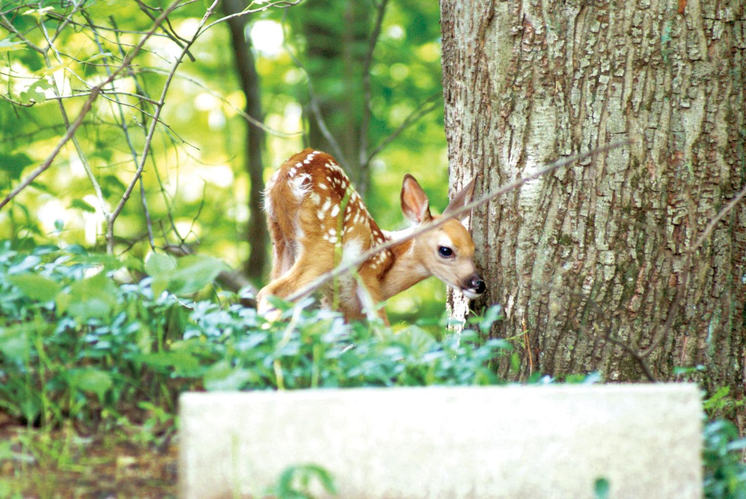 Picture This – top landscapes, nature and animal photos submitted by ...