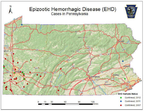 Outdoors | Game commission reports deer deaths due to hemorrhagic ...