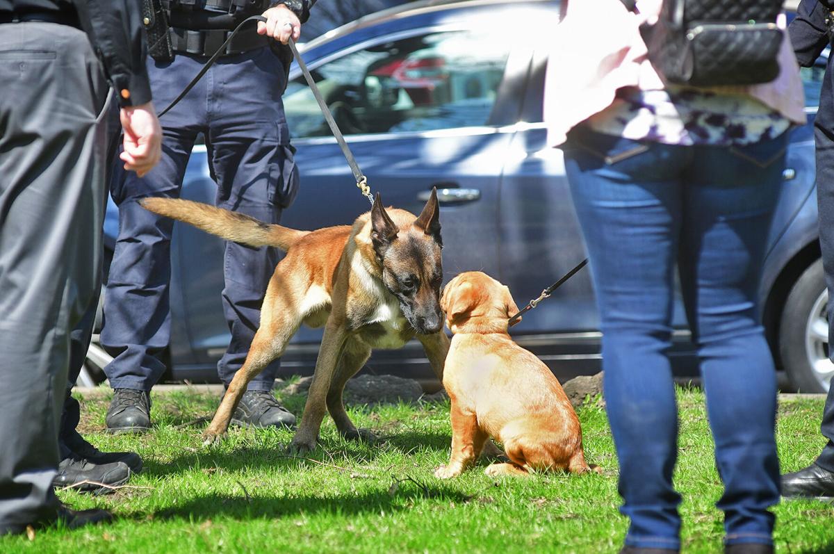 New JPD K-9's | Ripp & Archie