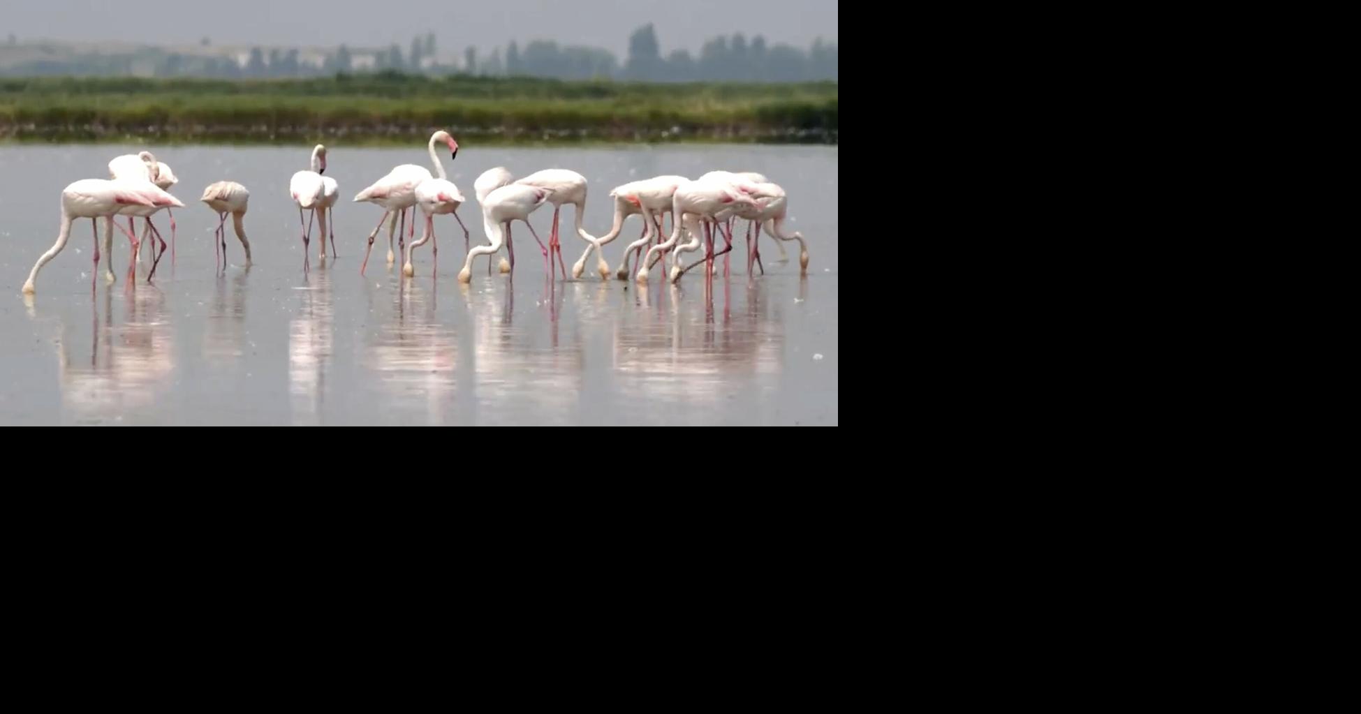 Flamingos stirring up trouble, ravaging rice for risotto in Italy's northeast