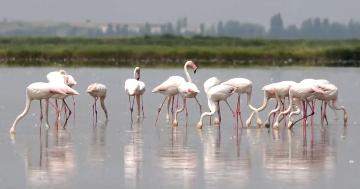 Flamingos stirring up trouble, ravaging rice for risotto in Italy's northeast