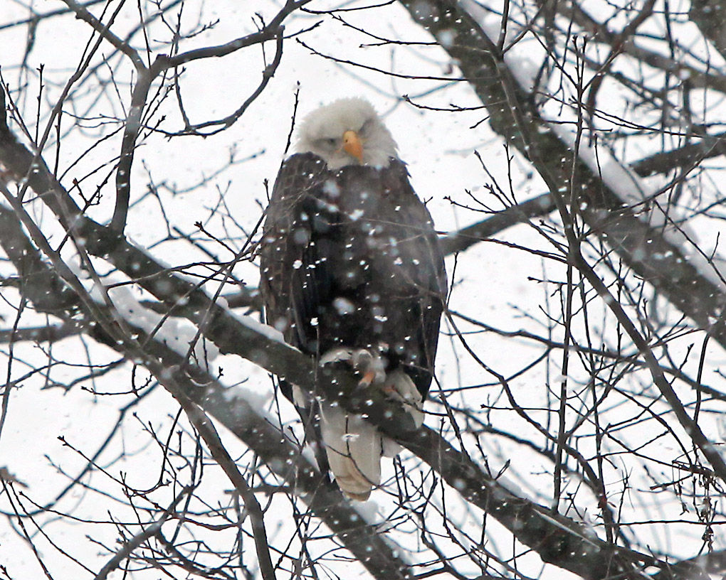 Eagles Making Flood City Home Local News Tribdem Com