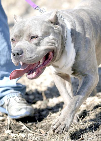 pit bull controversy bad dogs or bad