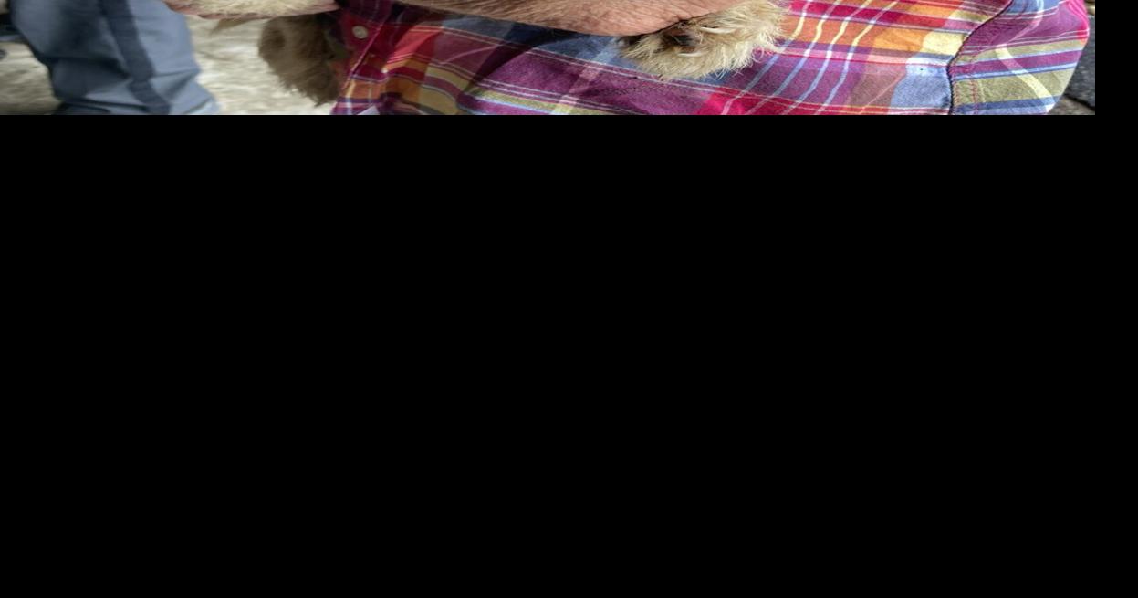 Puppy saved from beaver dam is one of 10 dogs rescued in Somerset ...