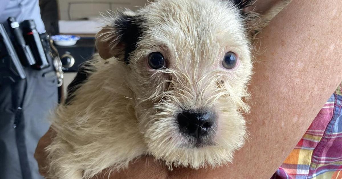 Saved Beaver Puppy saved from beaver dam is one of 10 dogs rescued in Somerset ...