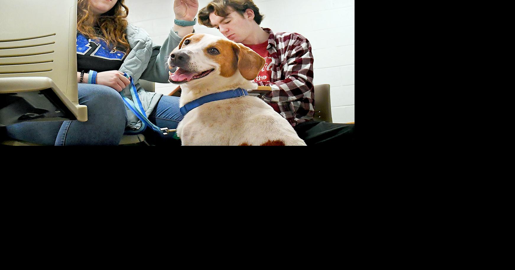 PHOTO GALLERY | Shelter dogs, students learn from each other in St ...