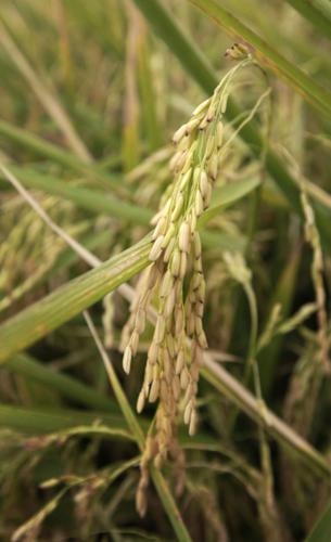 FDA urged to set standards for arsenic in rice | Local News | tribdem.com