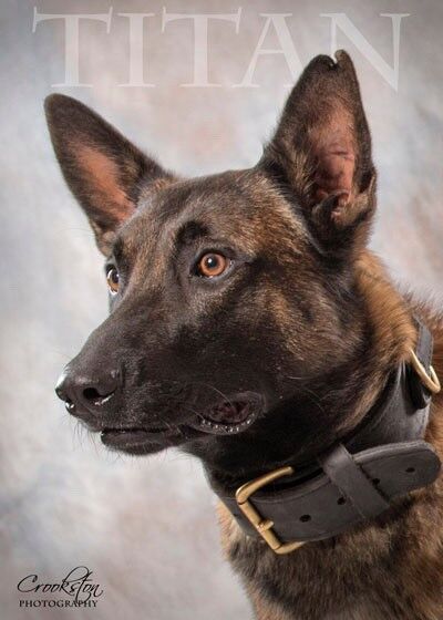 Police Dog Dies In Line Of Duty Johnstown Officers Arrest 5 After Warehouse Break In News Tribdem Com