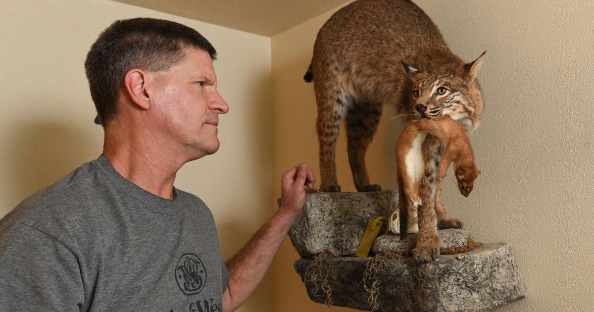 Bobcat Injuries Area’s bobcat population rebounding, stable | Sports | tribdem.com