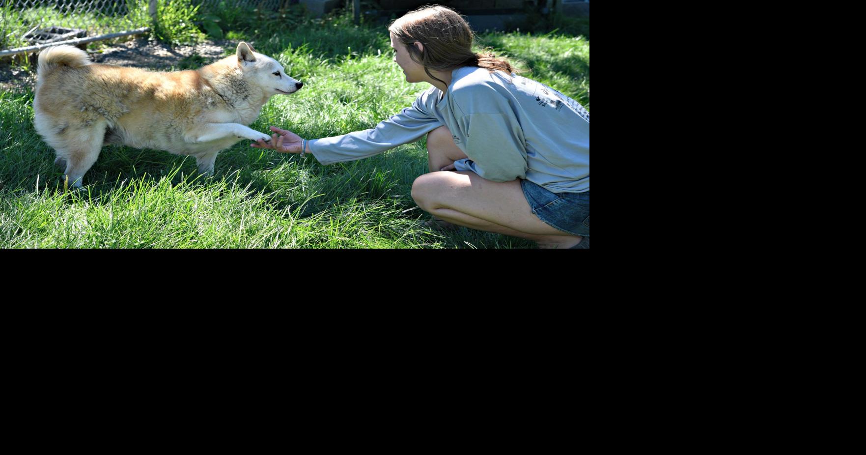 Dogs rescued from abandoned sanctuary now up for adoption | News ...