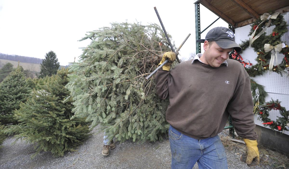 Bigger Every Year Area Tree Farms Grow Christmas Traditions Local News Tribdem Com