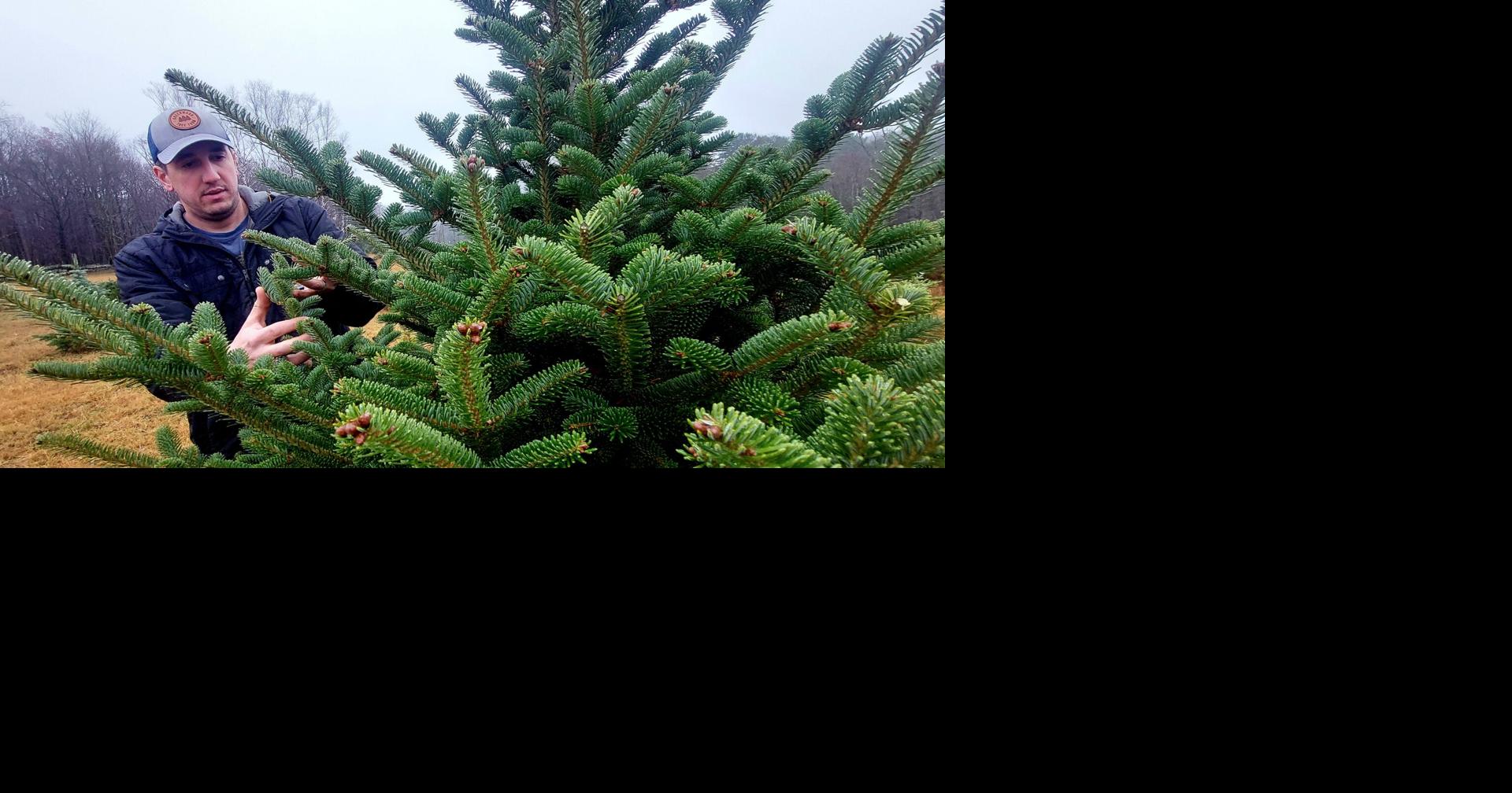 A Christmas tree-dition: Area farms preparing for holiday season ...