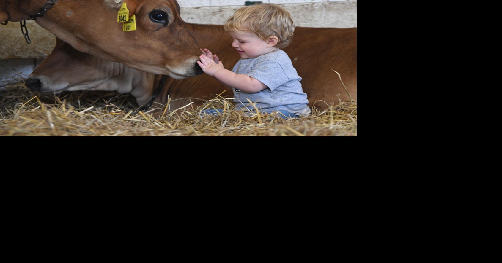 Cambria fair livestock auction to be virtual/inperson mix; 4H groups