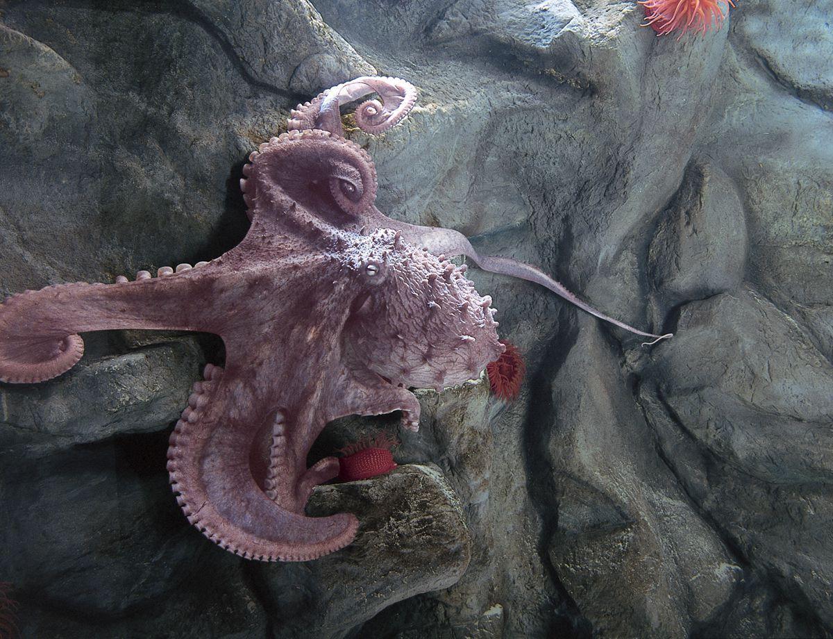 large flippable octopus