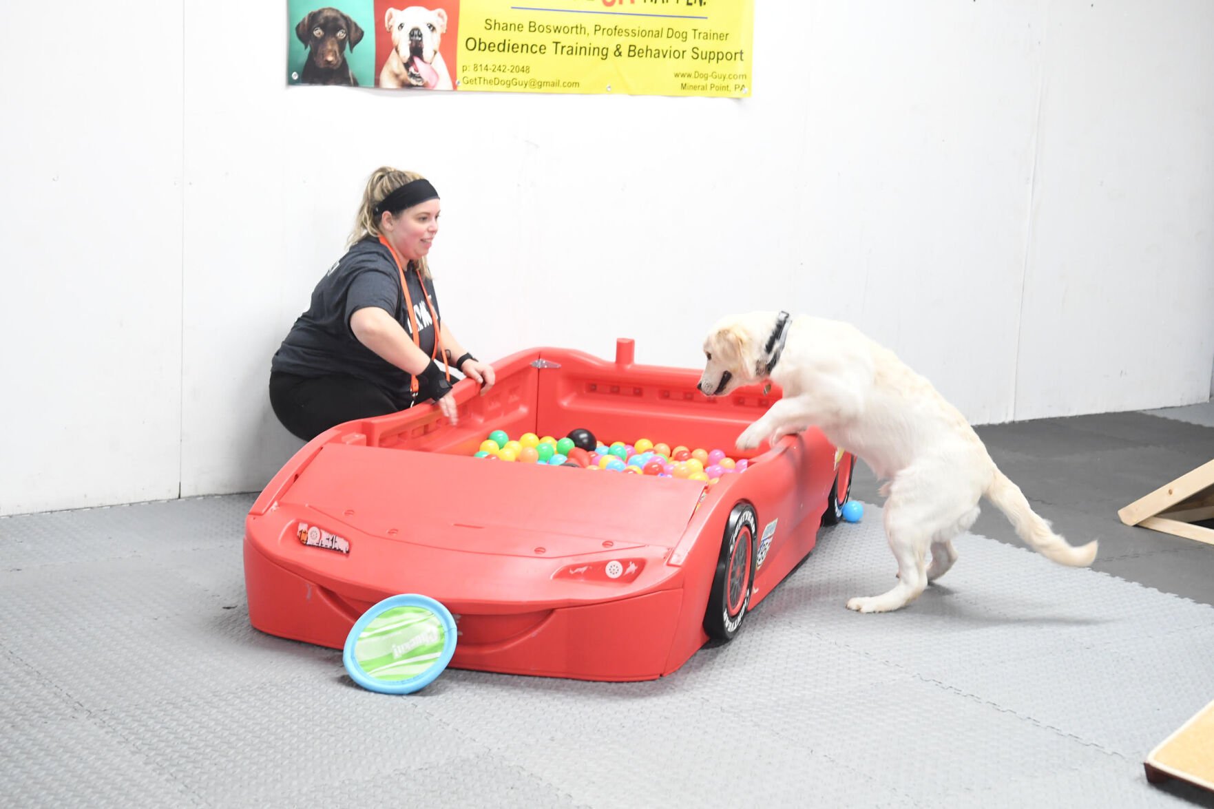 Dog store obedience guy