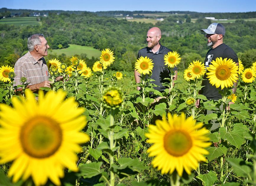 Back To Nature Golden Farms Opens Sunflower Fields To Public News Tribdem Com