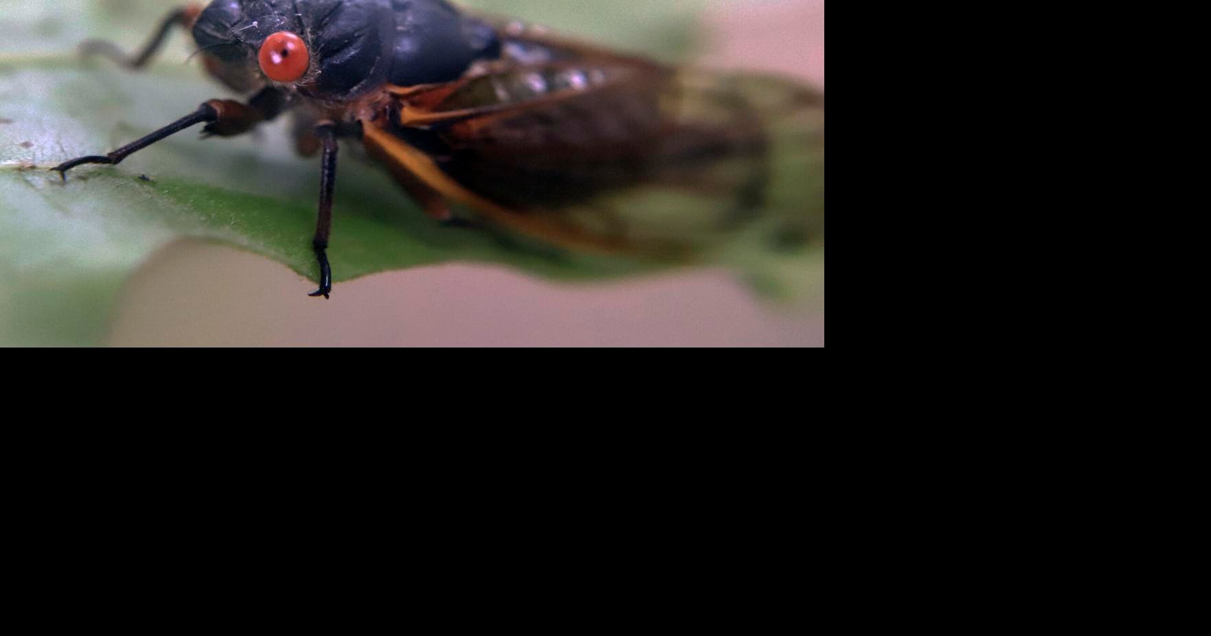 Cicadas: The Loudest Bugs in the World!, Biology for Kids