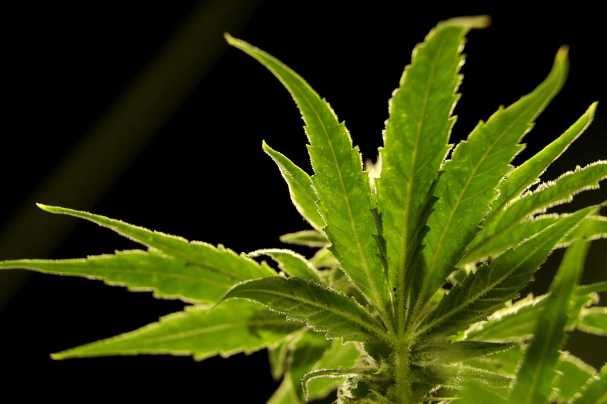 Marijuana News - The Olympian