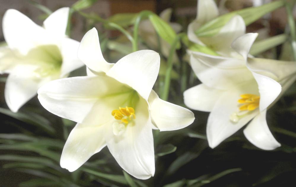 Editorial Easter S Light Shines Darkness Will Not Win Coronavirus Tribdem Com