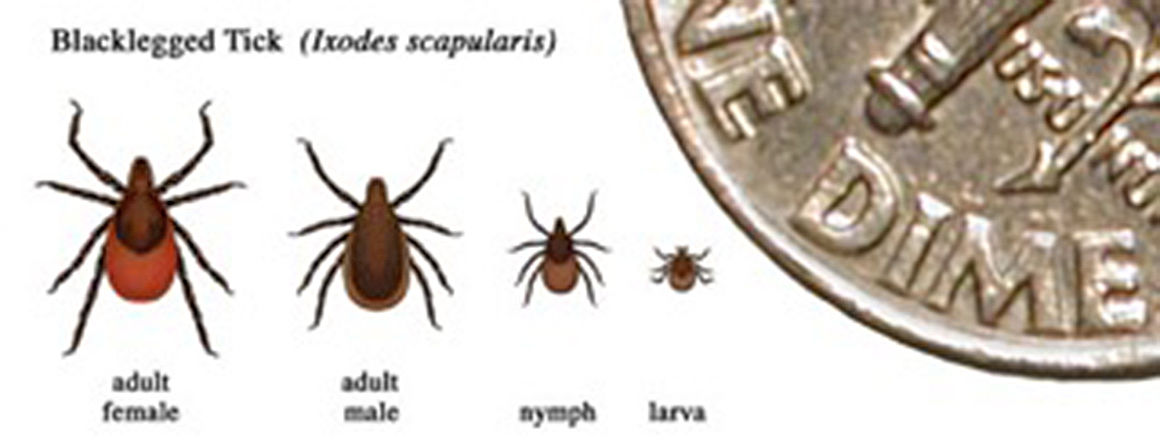 Theyre Commonplace With Arrival Of Spring Comes Tick Season News Tribdem Com