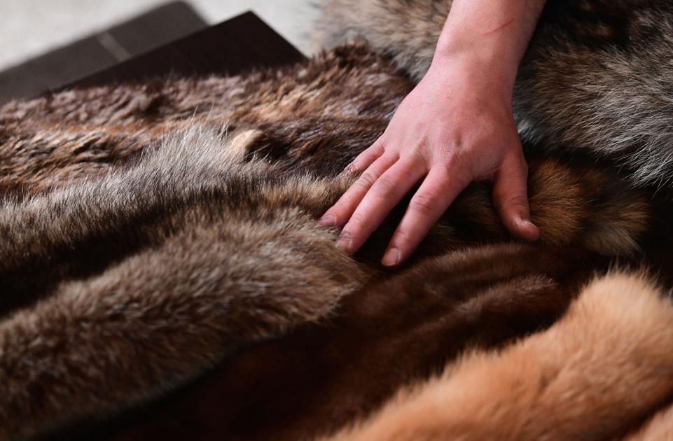Outdoors Longstanding Tradition Modern Furtakers Follow In Footsteps Of Nation S Pioneers Pennsylvania Tribdem Com