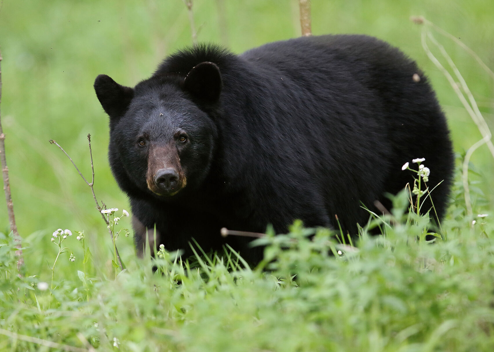 Outdoors Pennsylvania Game Commission releases 2022 bear harvest