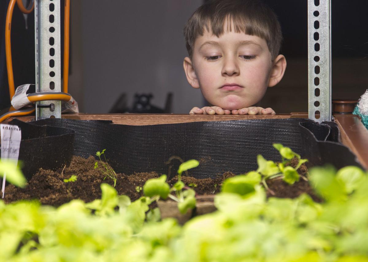 Family Life Grow Microgreens Indoors For Great Treat In Any