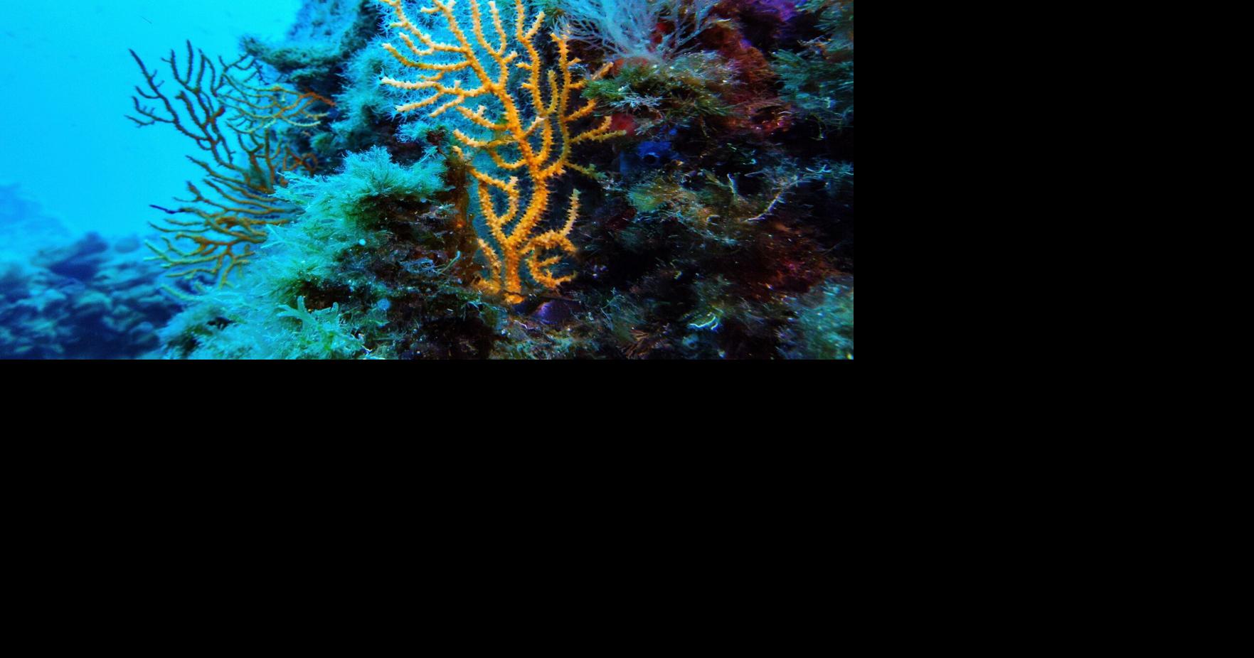 High Seas Treaty protecting marine life in international waters takes effect without U.S. ratification