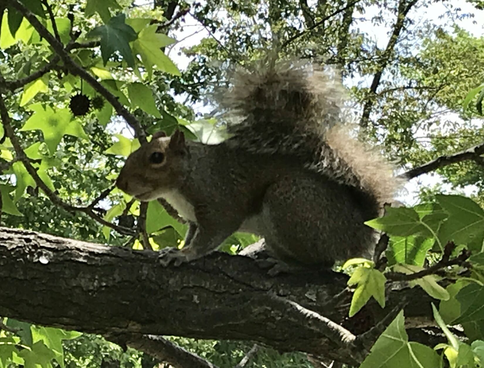 Squirrel water sale gun