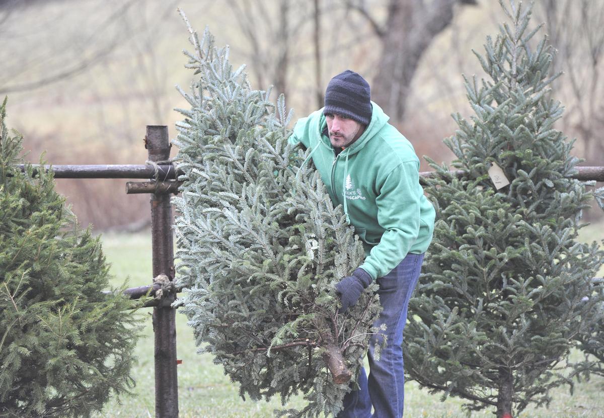 Oh Christmas Trees Buyers Have More Options Including Colors And Cutting Their Own News Tribdem Com