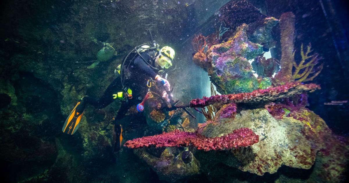 In the Spotlight | Southmont divemaster has made more than 500 dives, cleans PPG Aquarium - TribDem.com