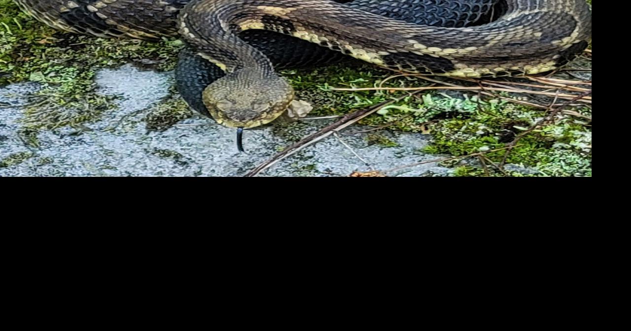 Man hospitalized after bite by venomous snake in Somerset County