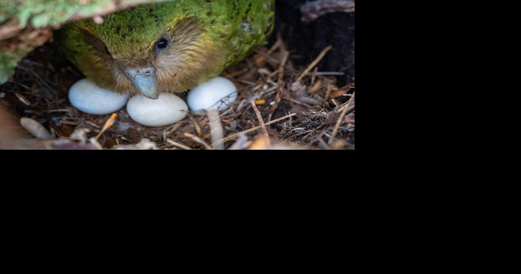 Bumper berry harvest has New Zealand's weird flightless parrot in rare mood for romance