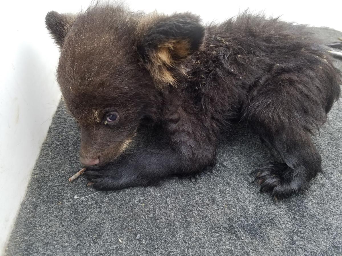 Bedford County Fisherman Rescues Bear Cub From Raystown Lake