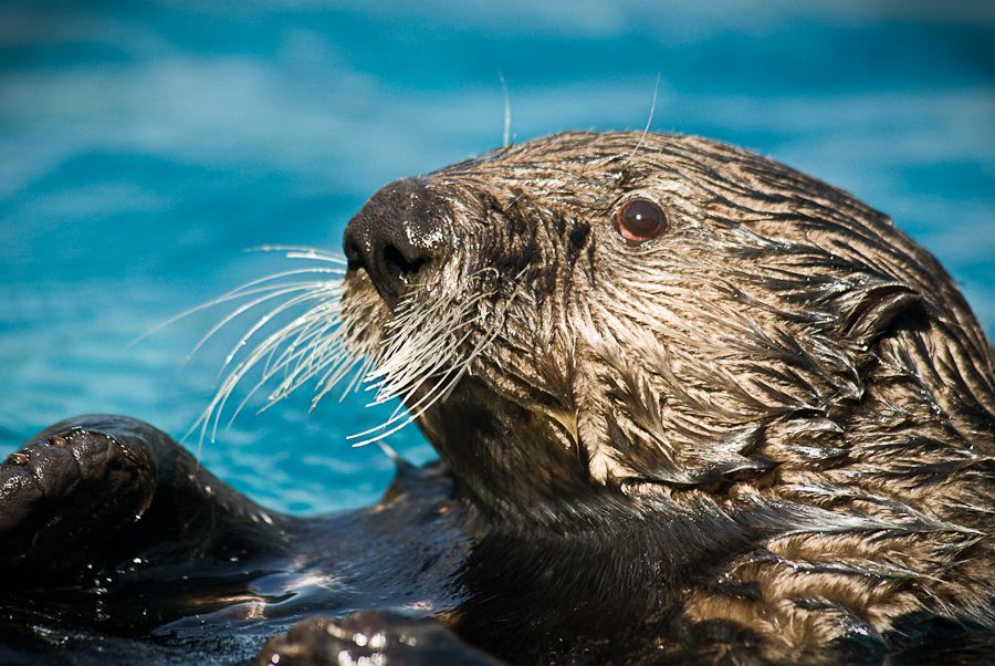 Out of the Wild: The sea otter | News | tribdem.com