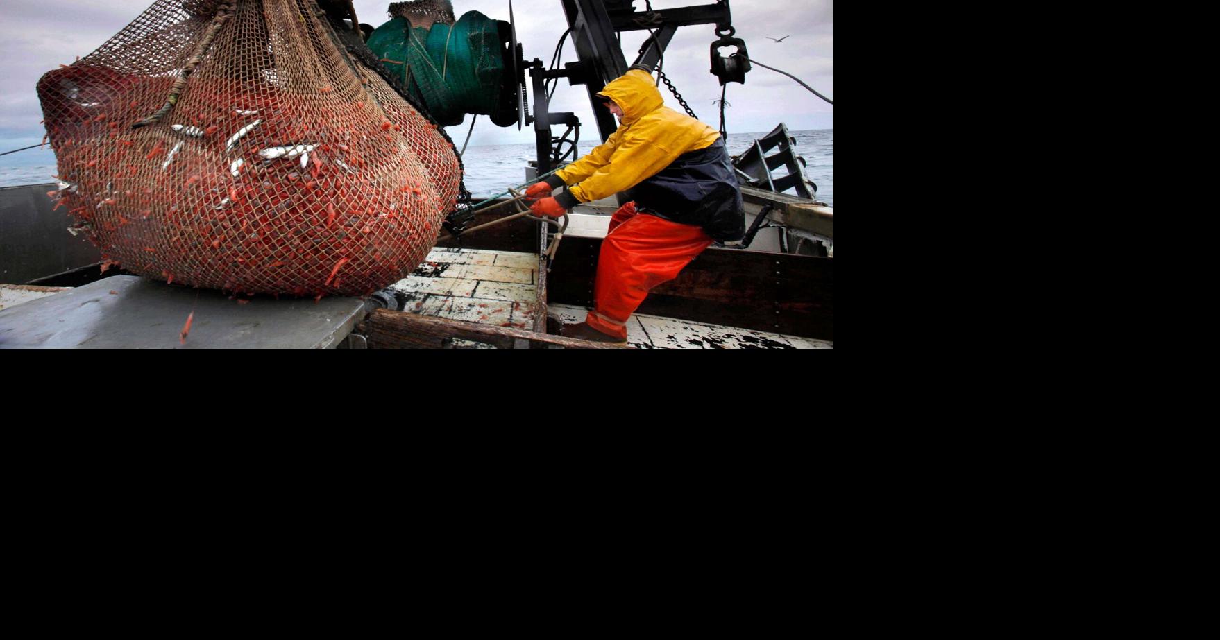 New England's shrimp fishery to shut down for long haul after years of decline