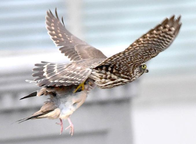 Hawk's holiday feast | News | tribdem.com