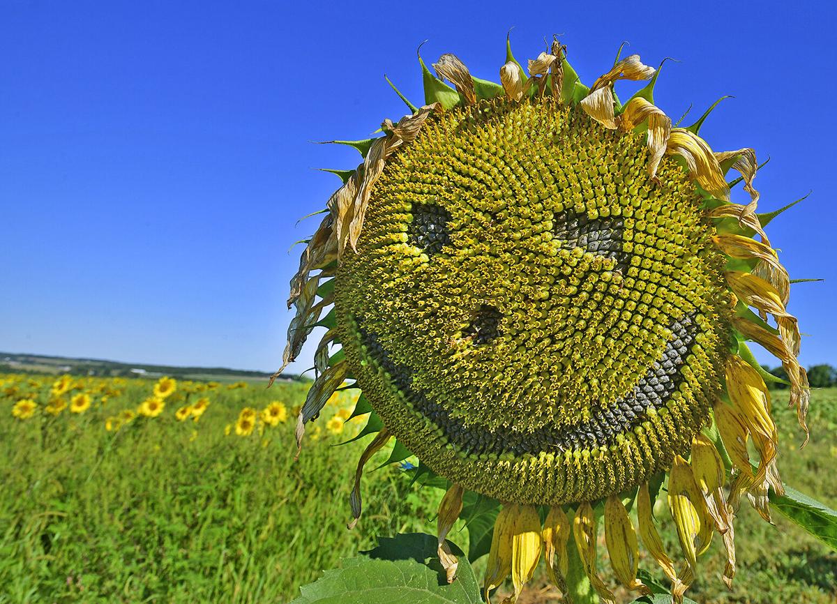 Back To Nature Golden Farms Opens Sunflower Fields To Public News Tribdem Com