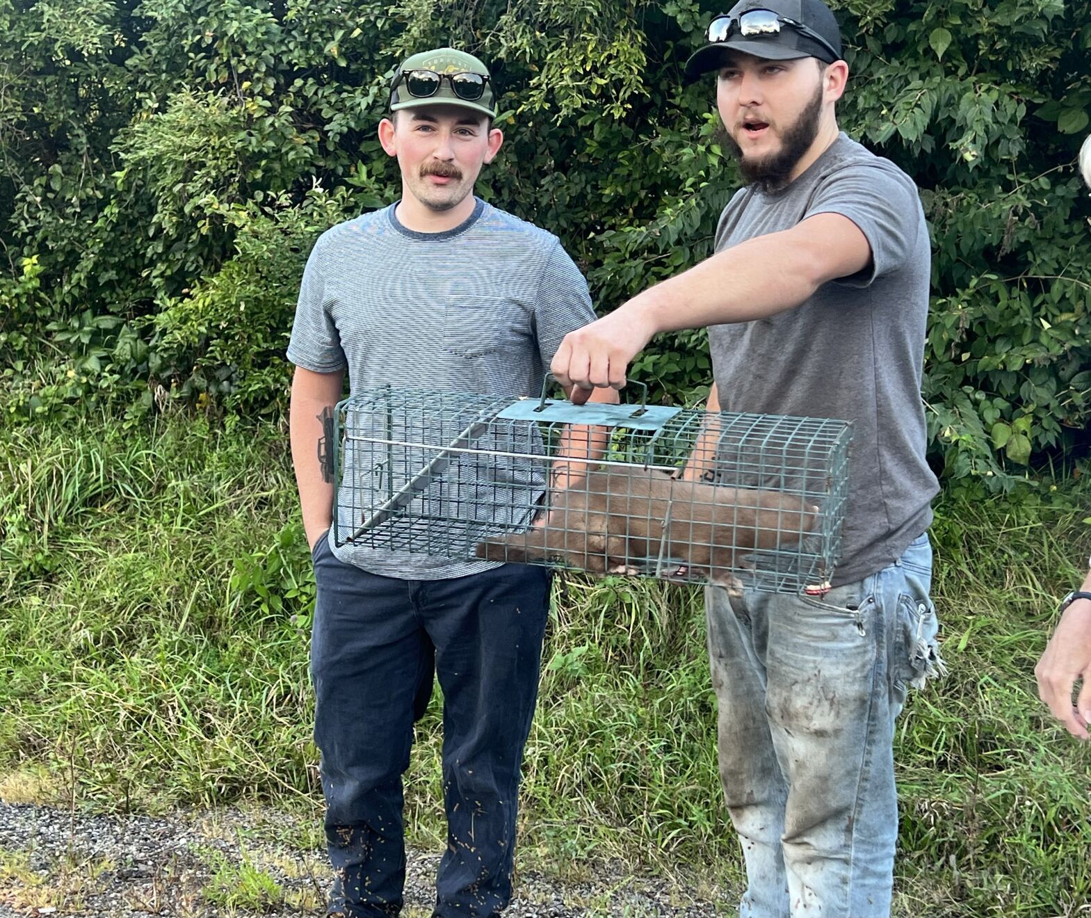 State police investigating release of thousands of minks from fur farm in eastern Pa.