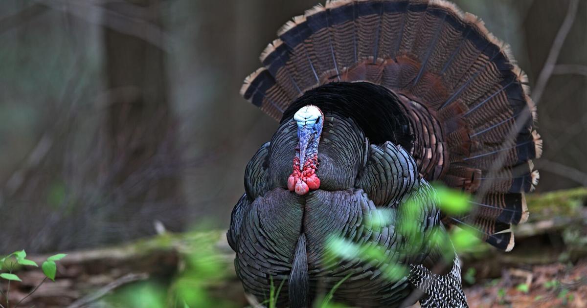 Outdoors | Pennsylvania's month-long spring gobbler season begins ...
