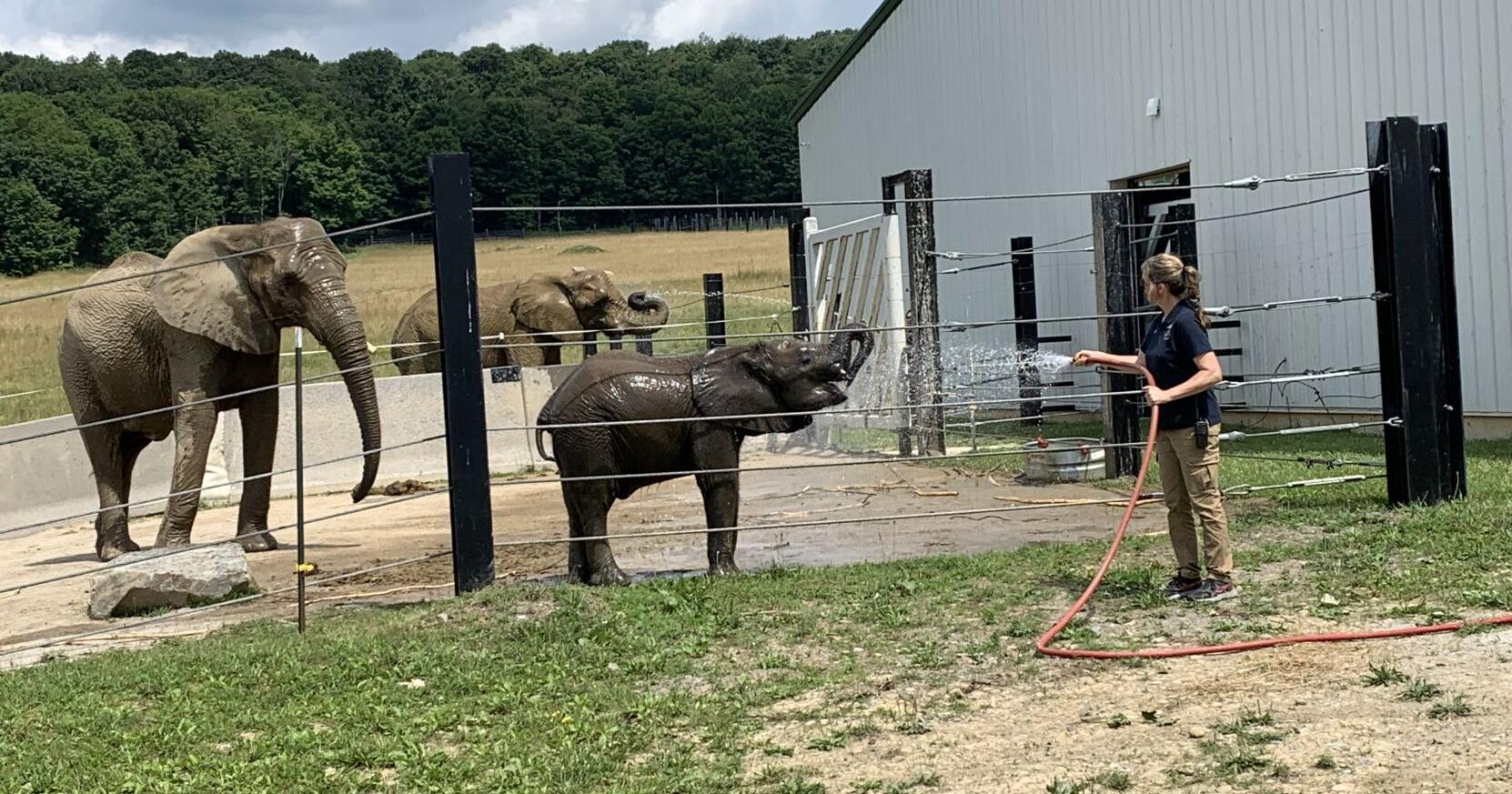 Visitors tour Fairhope's International Conservation Center, 'picnic' with elephants - Vimarsana News
