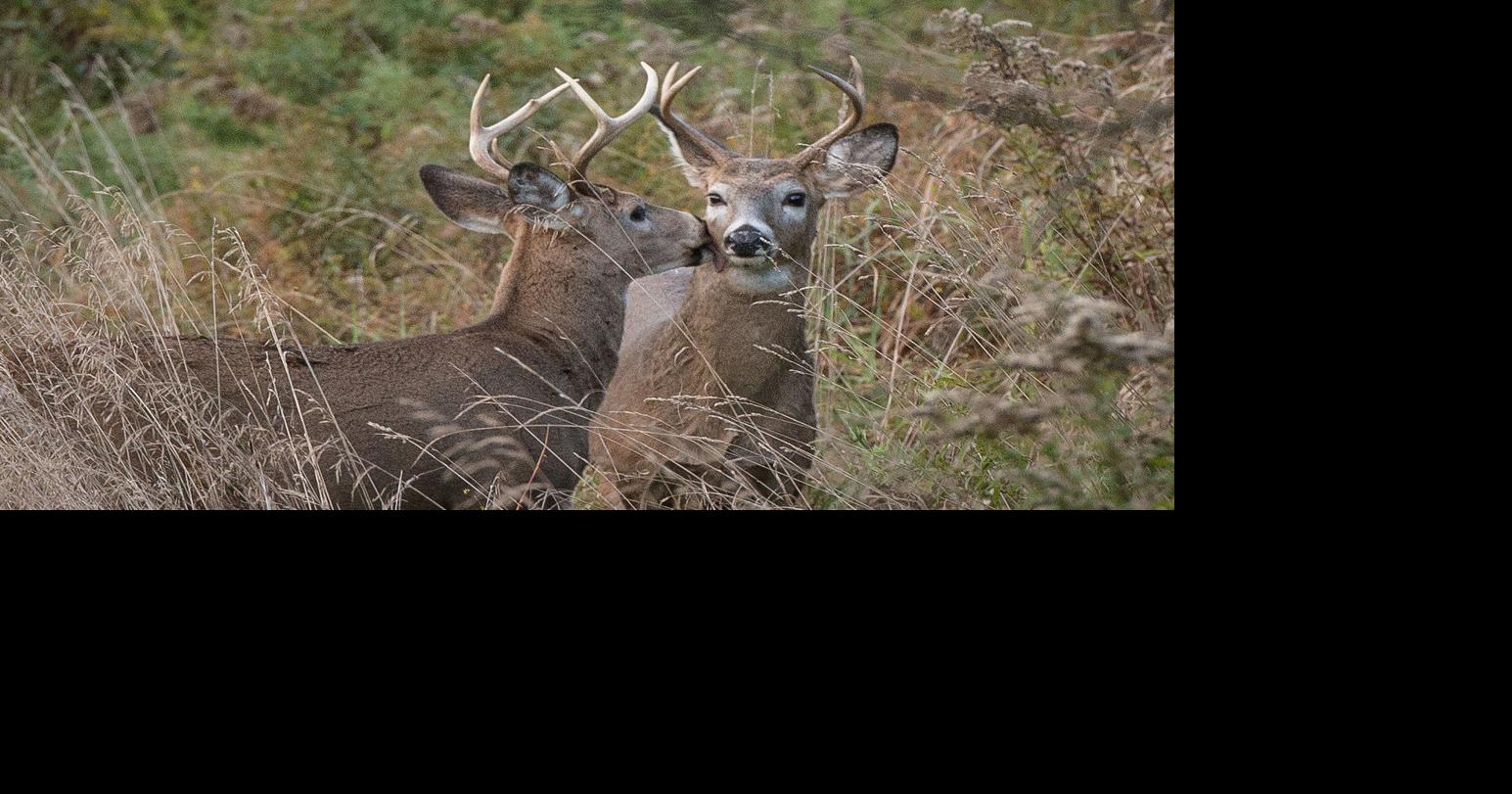 Biologist details Pa. CWD response plan | Sports | tribdem.com