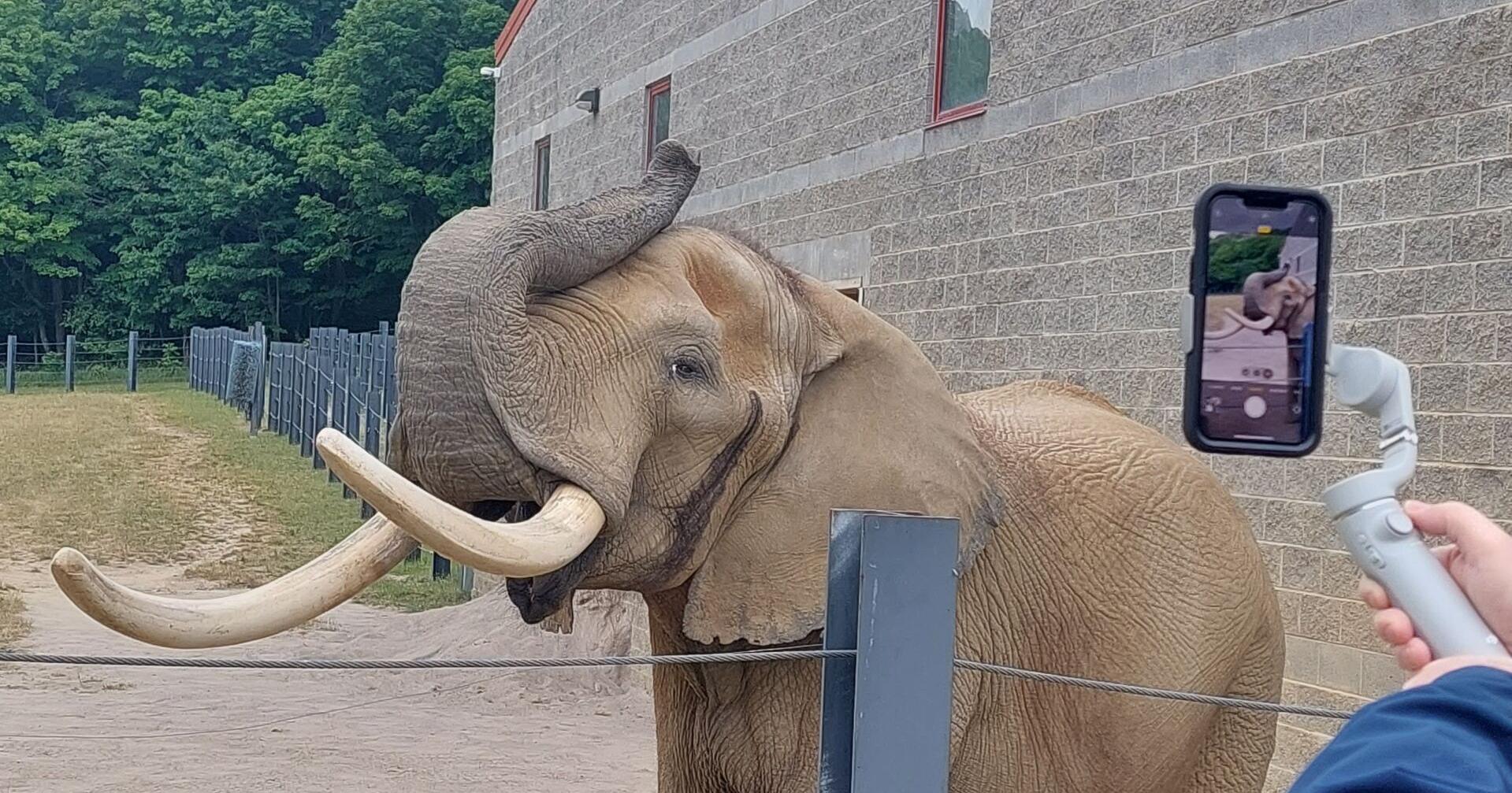 Editorial | Somerset County elephant center steps into spotlight - Vimarsana News