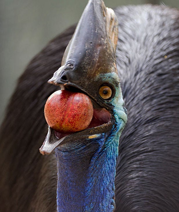 photo-gallery-ornithologist-andy-mack-and-cassowaries-of-papua-new