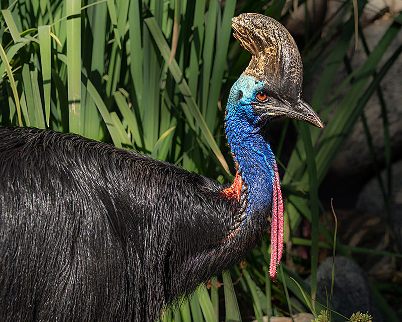 photo-gallery-ornithologist-andy-mack-and-cassowaries-of-papua-new