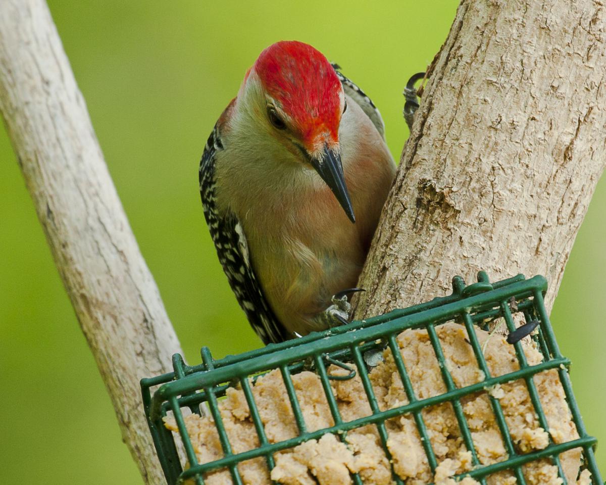 Red-bellied Woodpecker