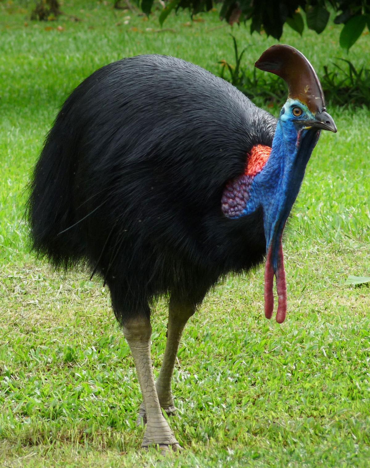 PHOTO GALLERY | Ornithologist Andy Mack and Cassowaries of ...