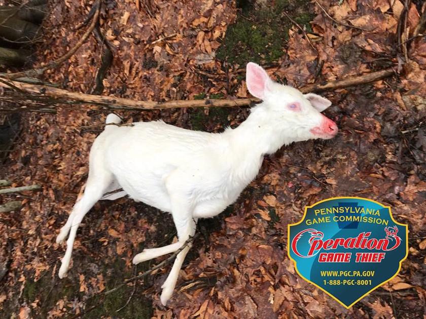 Albino deer shot in Westmont, officials seek animal's killer News