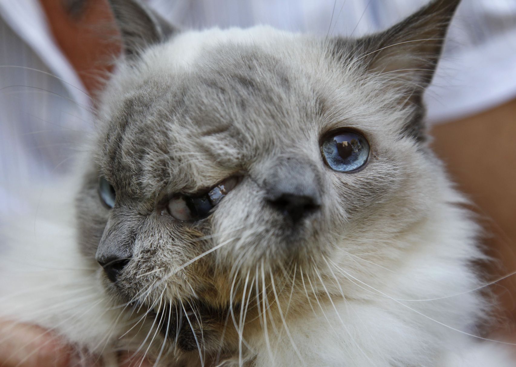 Strange store looking cat