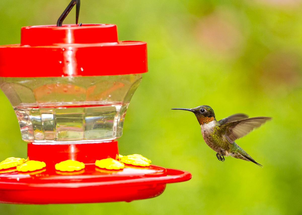 Hummingbird